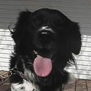 Moose was adopted in March, 2005